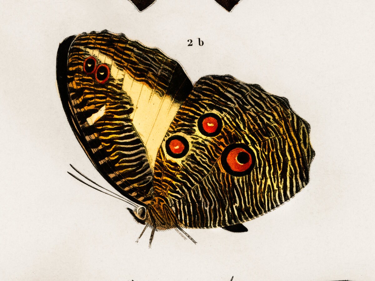 Three Vintage Handmade Butterflies Unique Decor - Etsy