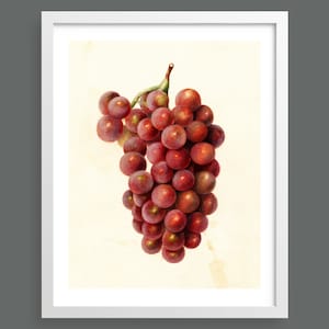 Red Grapes | Fruit botanical print | Botanical prints, wall art, room decor, vintage print, watercolour | High quality print