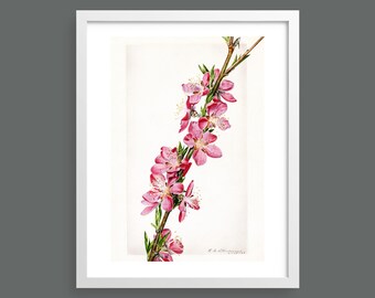 Peach Blossom | Vintage botanical plant print, wall art, room decor, watercolour | Quality print