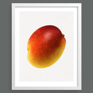 Mango | Vintage botanical fruit print | Wall art, room decor, vintage print, watercolour