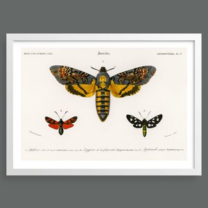 Schmetterlinge und Motten Vintage Illustration | Schmetterlingskarte | Natur Poster, Insekten Poster, Poster mit Pflanzen Motiv, Insekten Poster | Giclée Druck