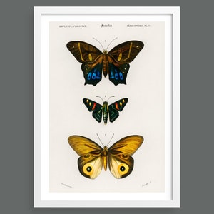 Three butterflies vintage illustration | Nature prints, insects, botany, wall art, room decor, botanical print | High quality giclee print