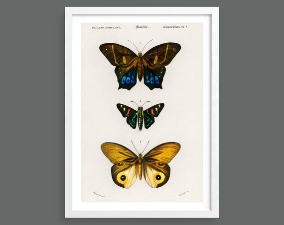 Three Butterflies Vintage Illustration | Nature Prints
