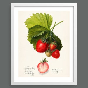 Strawberries | Botanical illustration, strawberry fruit art | Vintage fruits poster | Kitchen wall art, garden decor, gardening gifts