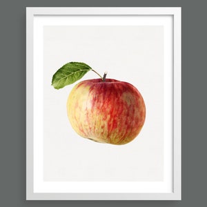 Apple | Vintage botanical fruit print | Wall art, room decor, vintage print, watercolour