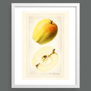 Detail of an Apple | Vintage botanical plant print | Botanical prints, wall art, room decor, vintage print, watercolour | High quality print
