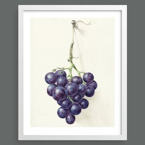 A Bunch of Grapes | Vintage botanical print | Botanical prints, wall art, room decor, vintage print, watercolour | High quality print