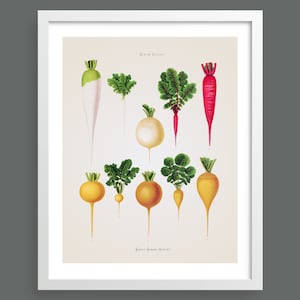 Root Vegetables | Kitchen vegetables antique botanical print | Cooking wall art | Poster | Vintage kitchen home decor | AB08