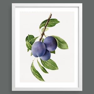 Plums | Vintage botanical fruit print | Wall art, room decor, vintage print, watercolour