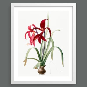 Amaryllis by Pierre-Joseph Redouté | Vintage botanical plant illustration | Art print for nature lovers