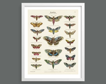 Butterfly and moth vintage chart print