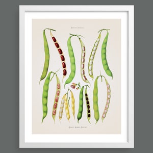 Beans and Legumes | Kitchen vegetables antique botanical print | Cooking wall art | Poster | Vintage kitchen home decor | AB07
