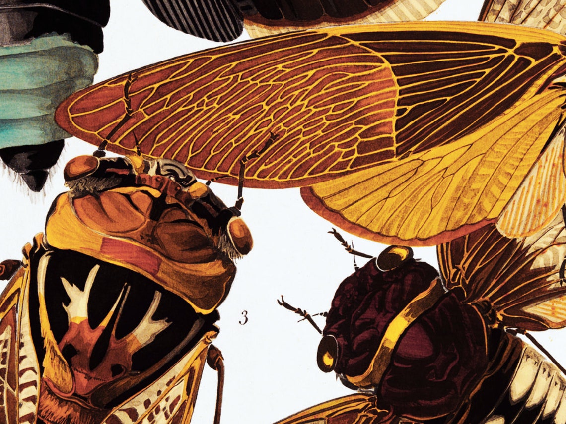 Cicadas by EA Seguy | Insect Botanical Fine Art | Vintage Art Deco ...