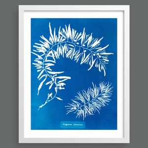 Algae Cyanotype (Sargassum) by Anna Atkins | Vintage photographic botanical art print for nature lovers