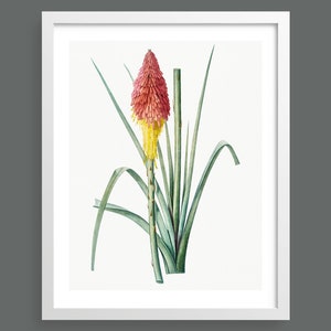 Torch Lilly (Tritoma) by Pierre-Joseph Redouté | Vintage botanical flowering plant illustration | Art print for nature lovers