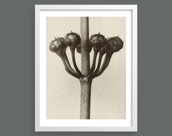 Japanese Primrose - Plate 23 | Urformen der Kunst | Karl Blossfeldt | Botanical print, wall art, room decor, black & white, sepia, vintage