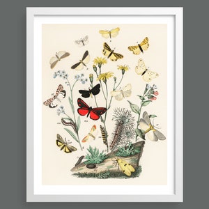 Schmetterlinge & Motten | Vintage-Illustration | Schmetterlingskarte | Naturdruck, Insekten, Botanik, Raumdekor, botanischer Druck