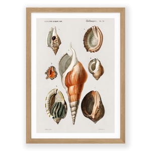 Shell Chart Illustration: Vintage Nautical Print (8x10 to A3)
