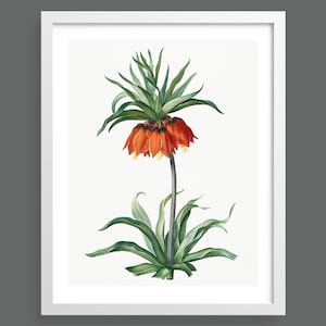 Kaiser's Crown (Fritillaria) by Pierre-Joseph Redouté | Vintage botanical flowering plant illustration | Art print for nature lovers