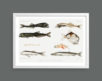 Fishes vintage print | Nautical wall art | Scientific nature fish illustrations | Marine ocean life home decor | Beach house, bathroom decor