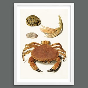 Crab and Turtle Shells | marine nautical botanical print
