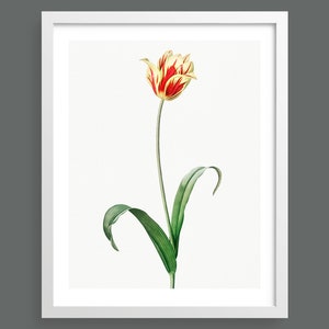 Garden Tulip vintage print | (Tulipa Gesneriana) by Pierre-Joseph Redouté | Botanical flower illustration | Art print for nature lovers
