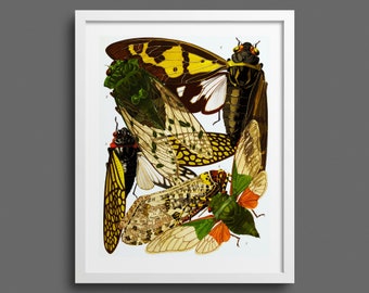 Vintage Insect Print by EA Seguy | Botanical fine art | Art Deco illustration | Natural history wall art & room decor | Rare antique print
