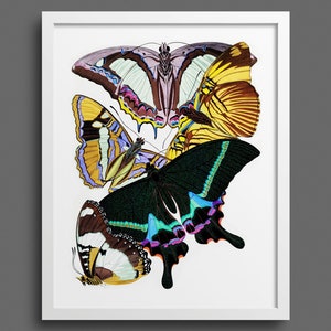 Butterfly print: Papillons by A E Seguy - plate 8 | Nature prints, botanical art print, vintage butterfly poster