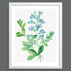 Sweet Peas by Pierre-Joseph Redouté | Vintage botanical plant illustration | Art print for nature lovers