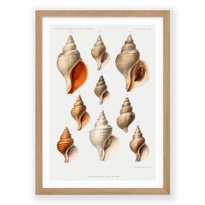 Shells Wall Art Print: Vintage Nautical Chart - Ocean Life Illustration