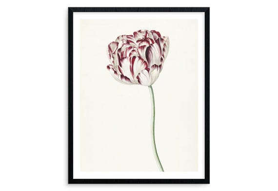 Tulip Botanical Print - Vintage Flower Watercolor Art