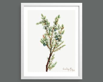 Mountain Juniper (Juniperus Sibirica) by Mary Vaux Walcott | Vintage botanical watercolour illustration | Home decor | Giclée print