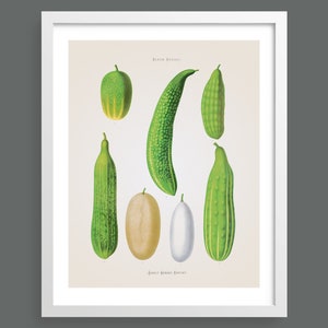 Courgettes, Marrows & Squashes | Album Benary | Kitchen vegetables antique botanical print | Cooking wall art | Poster | Vintage home decor