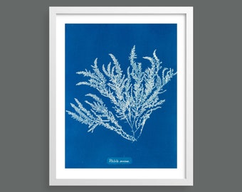 Algae Cyanotype (Pilota Sericea) by Anna Atkins | Vintage photographic botanical art print for nature lovers