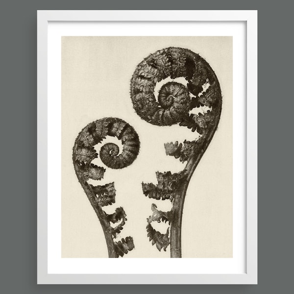 Shield Fern - Plate 56 | From Urformen Der Kunst by Karl Blossfeldt | Vintage botanical photographic print