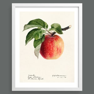 Apple and Leaves | Vintage botanical plant print | Botanical prints, wall art, room decor, vintage print, watercolour | High quality print