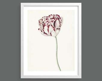 Tulip flower vintage botanical print