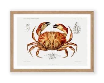 Crab Wall Art: Vintage Nautical Print - Marine Decor