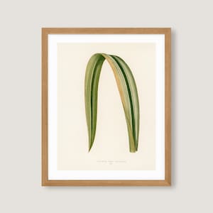 New Zealand Flax (Phormium Tenax) | leaf vintage botanical art print