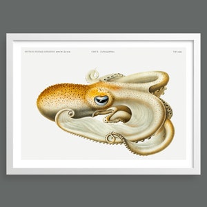 Squid vintage print | Nautical wall art | Scientific nature cephalopod illustration | Marine & ocean life home decor | Beach house, bathroom