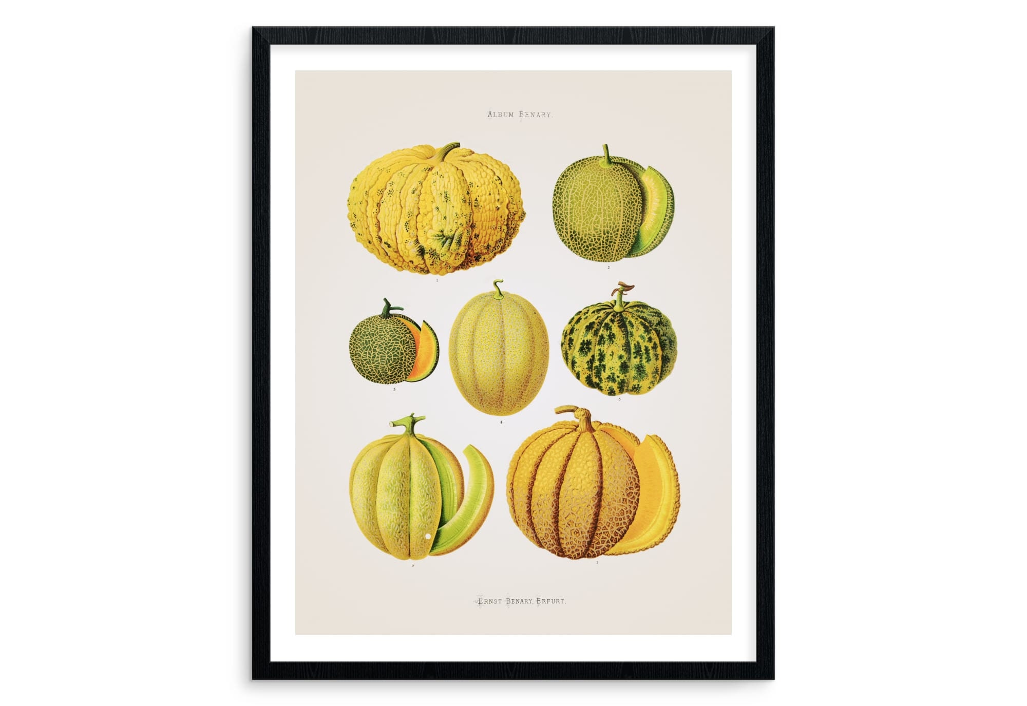 Melons and Squashes Antique botanical print Kitchen wall Etsy
