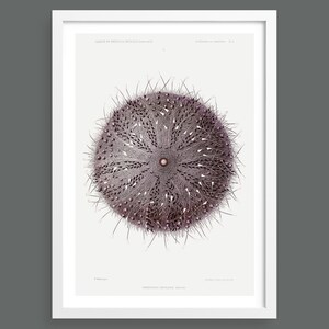 Sea Urchin | nautical marine ocean botanical print