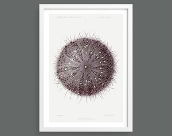 Sea Urchin | nautical marine ocean botanical print