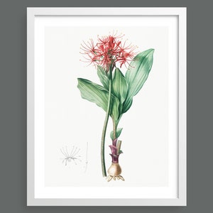 Paintbrush Lilly (Haemanthus) by Pierre-Joseph Redouté | Vintage botanical flowering plant illustration | Art print for nature lovers