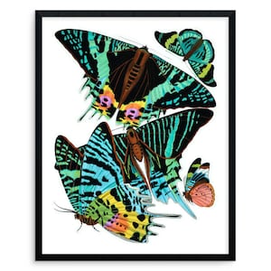 Vintage Schmetterlingsdruck E A Seguy - Art Deco Papillons Plate 7