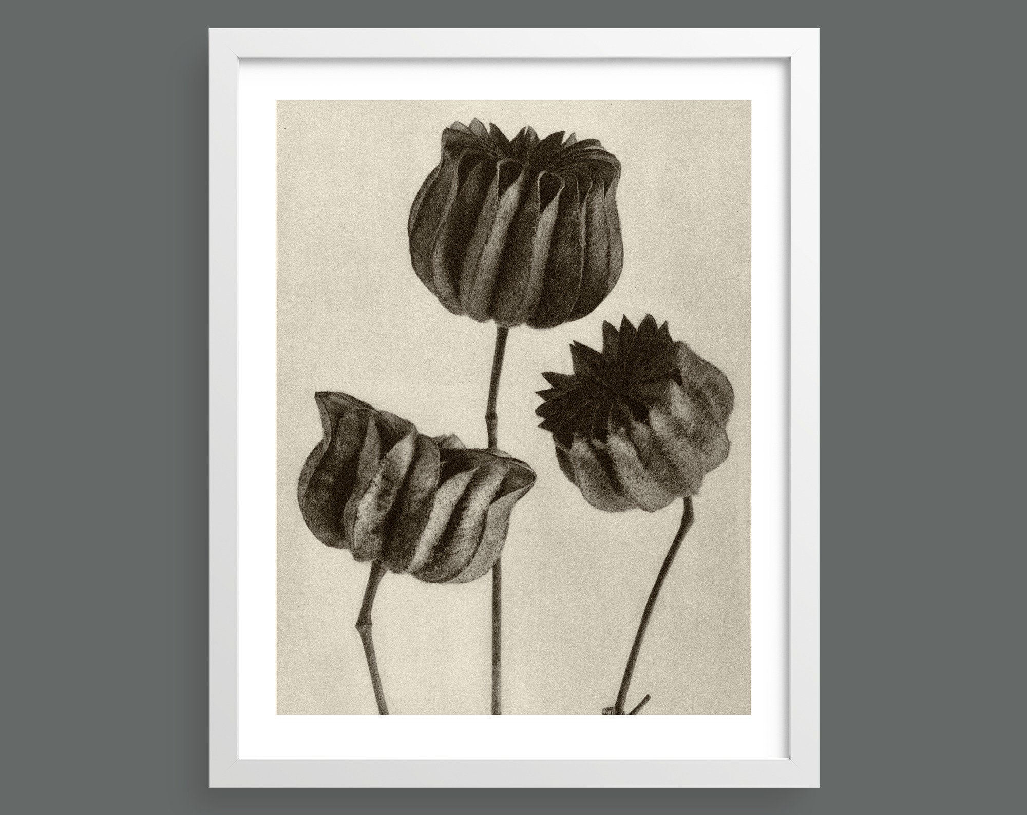 未使用　Karl Blossfeldt  植物画　ボタニカルアート　カールブロス Karl Blossfeldt: The Complete Published Work | カール