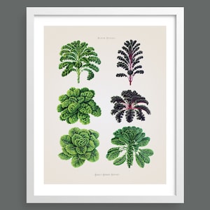 Kale plants | Kitchen vegetables antique botanical print | Cooking wall art | Poster | Vintage kitchen home decor | AB03
