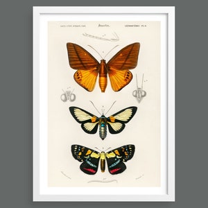 Three butterflies vintage illustration | Nature prints, insects, botany, wall art, room decor, botanical print | High quality giclee print