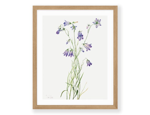 Harebell Botanical Print: Mary Vaux Walcott Watercolor (8x10 to A3)