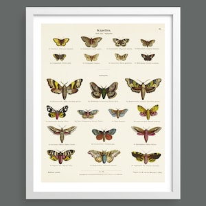 Vintage butterfly and moths chart art print
